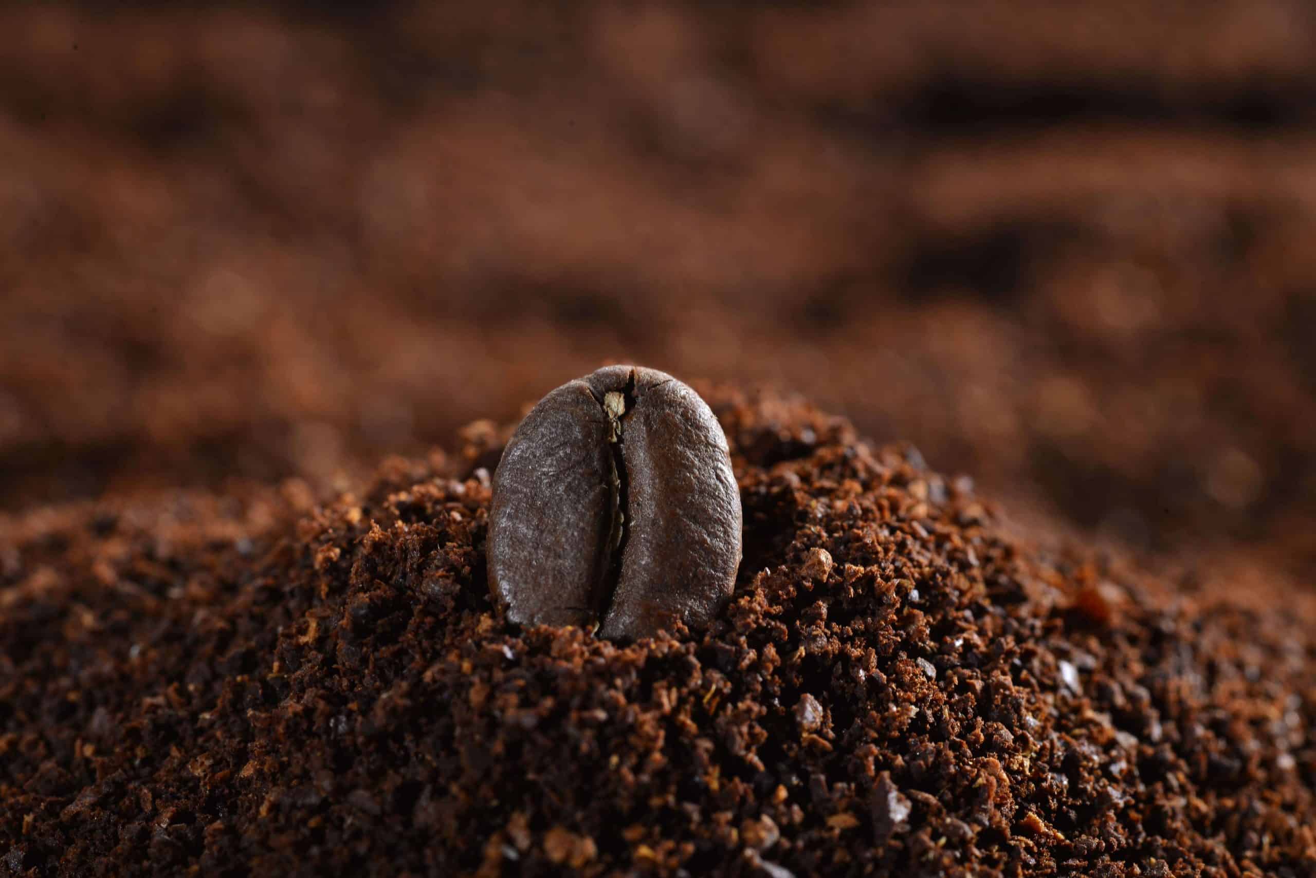 Lugano Caffé Toptan Kahve Menşe Ülkeden doğrudan