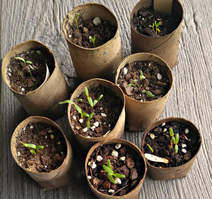 karton-saksi